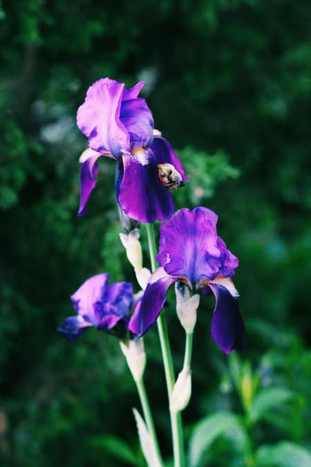 Zoom sur trois iris violets.